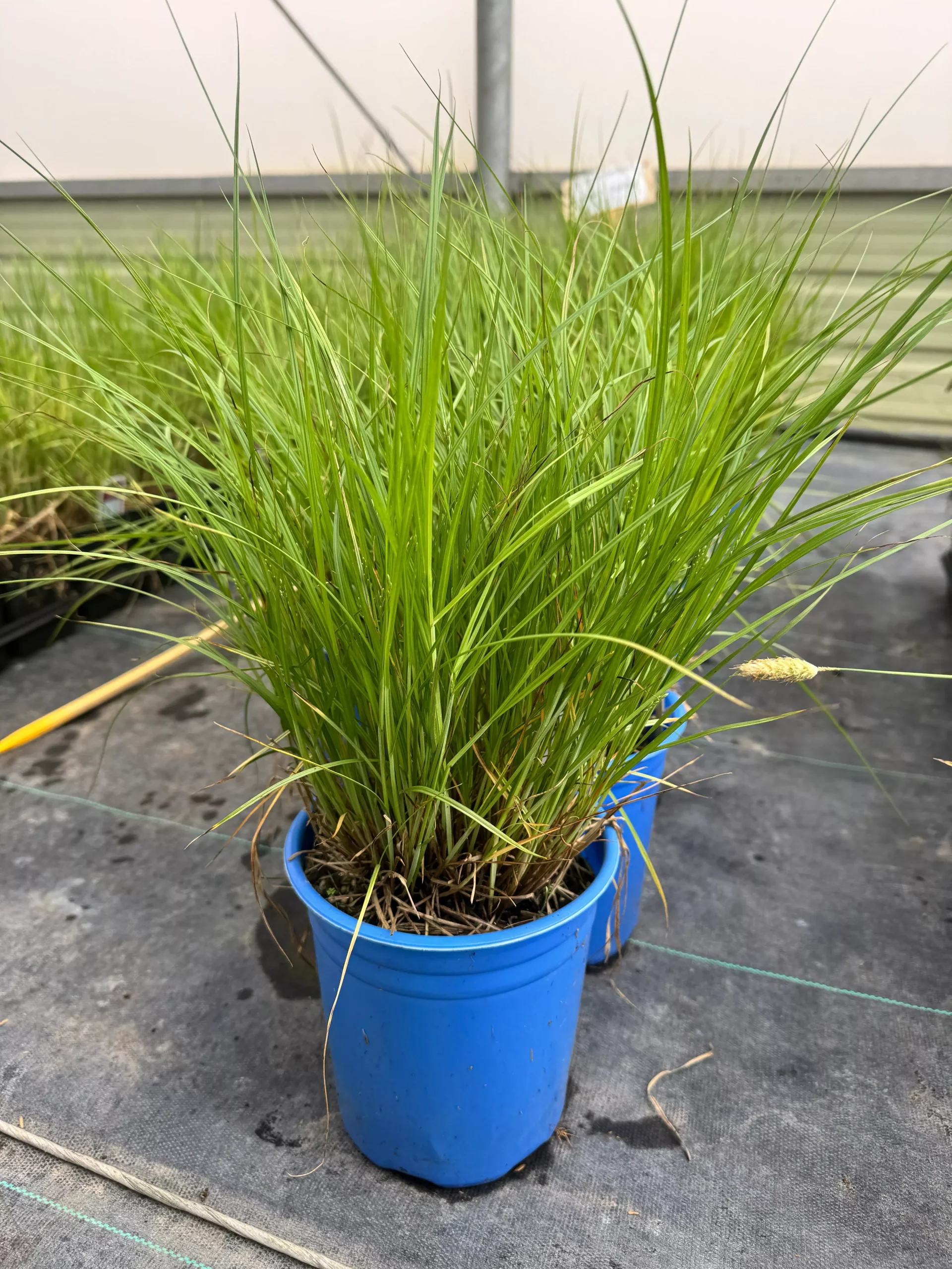Bebb's Sedge
