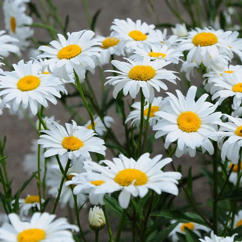 ‘Becky’ Shasta Daisy
