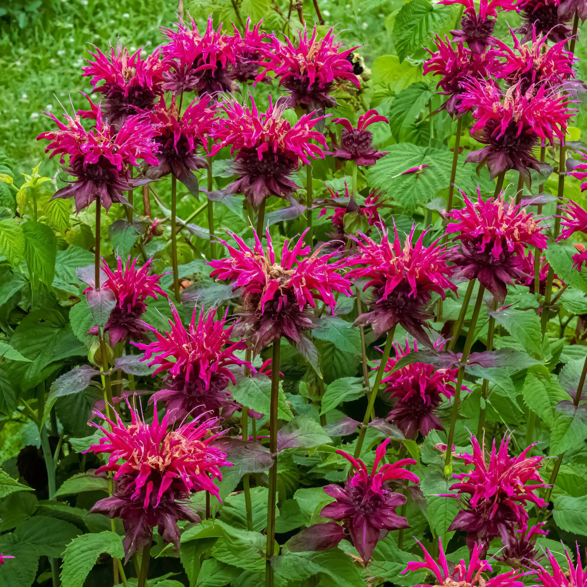 Bee Balm - Balmy Purple Potted Plants 2 Pack