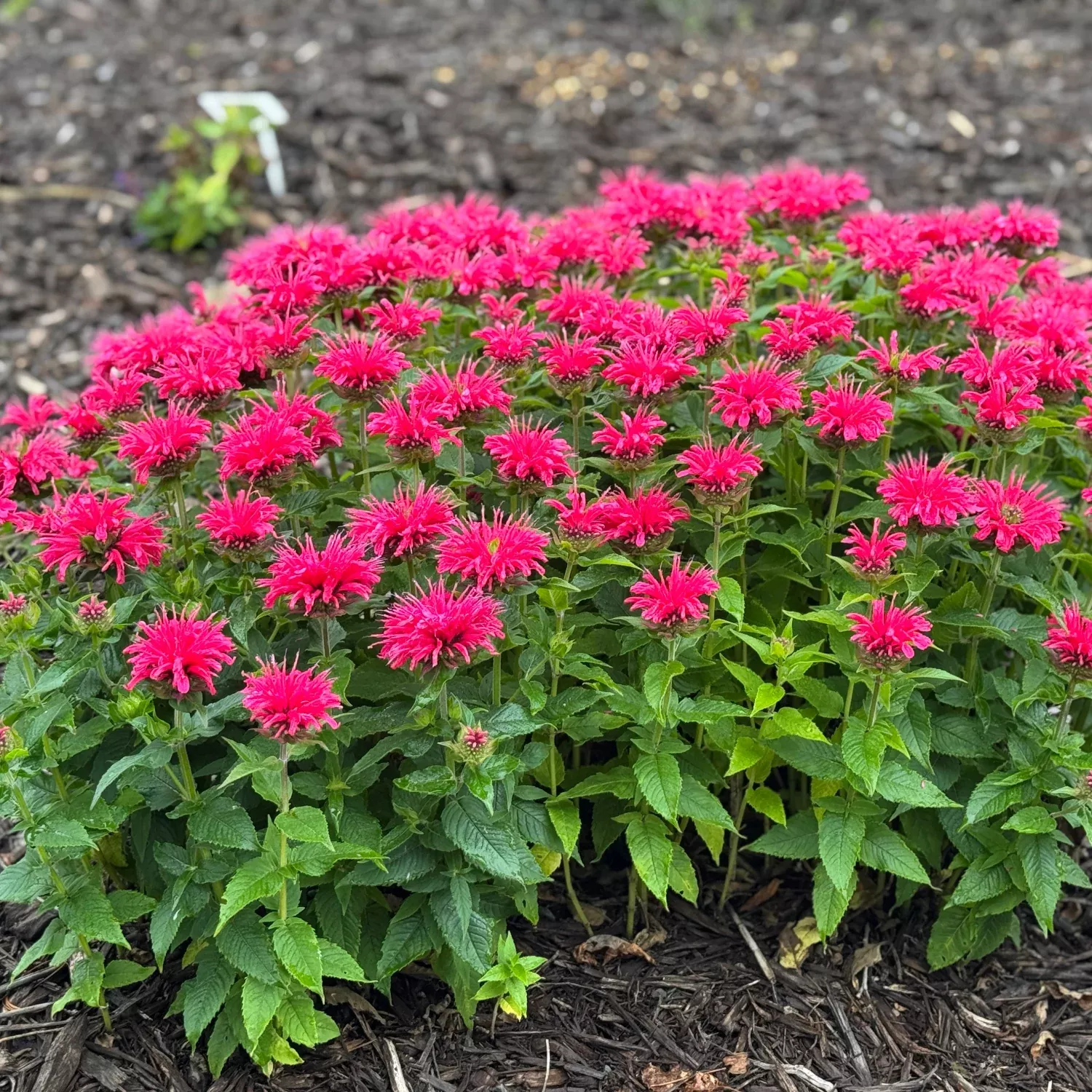 Bee Balm - Balmy™ Rose 2 Pack