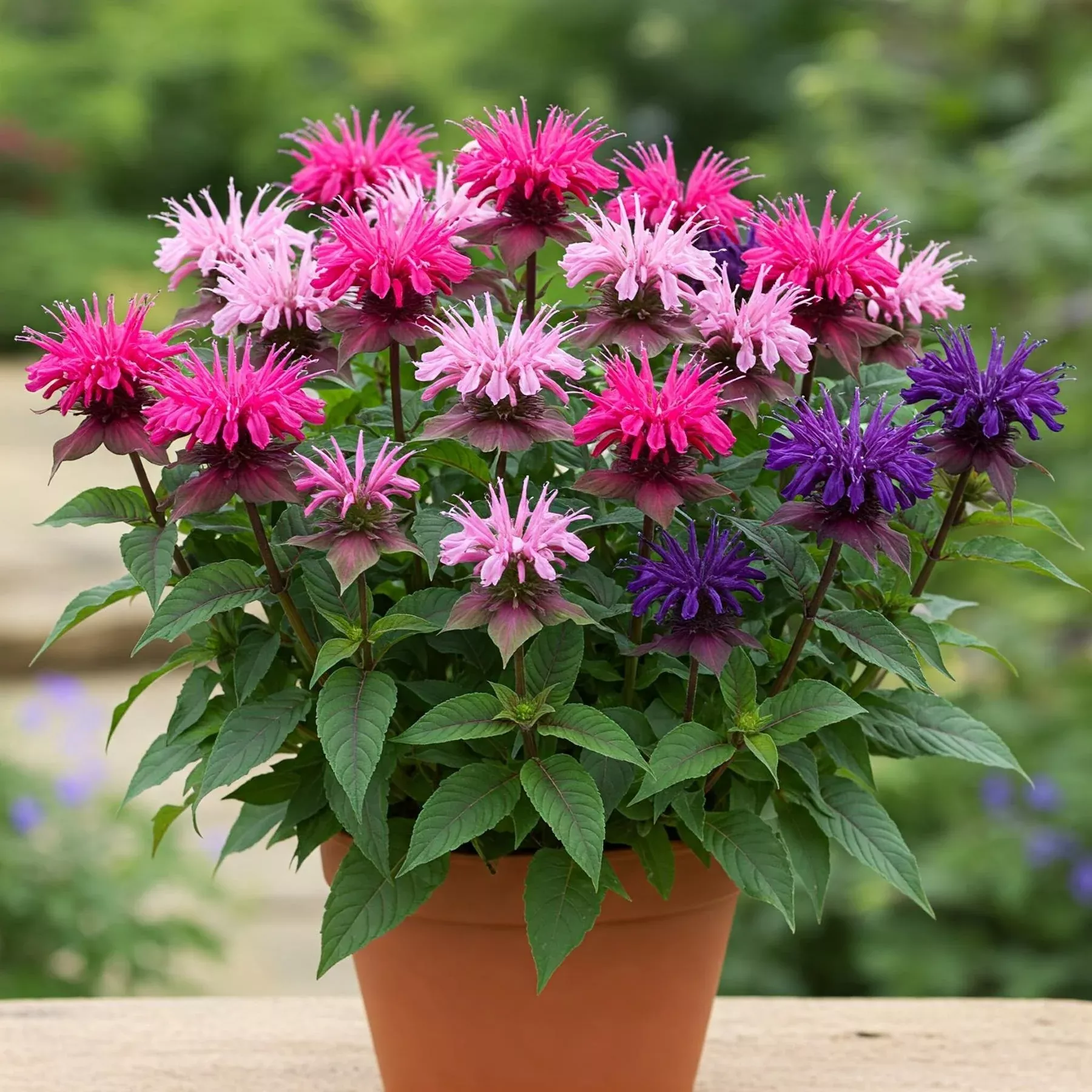 Bee Balm - Balmy Tricolor 2 Pack