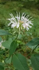 Bee Balm, Basil