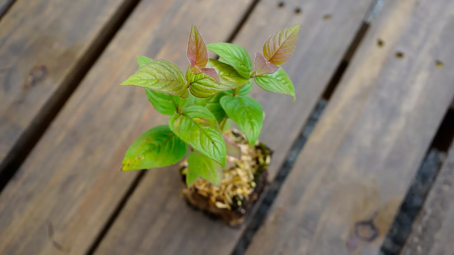 Bee Balm, Bradbury's