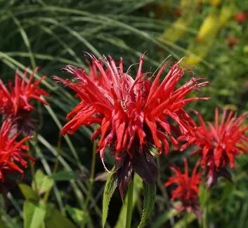 Bee Balm, Judiths Fancy Fuschia