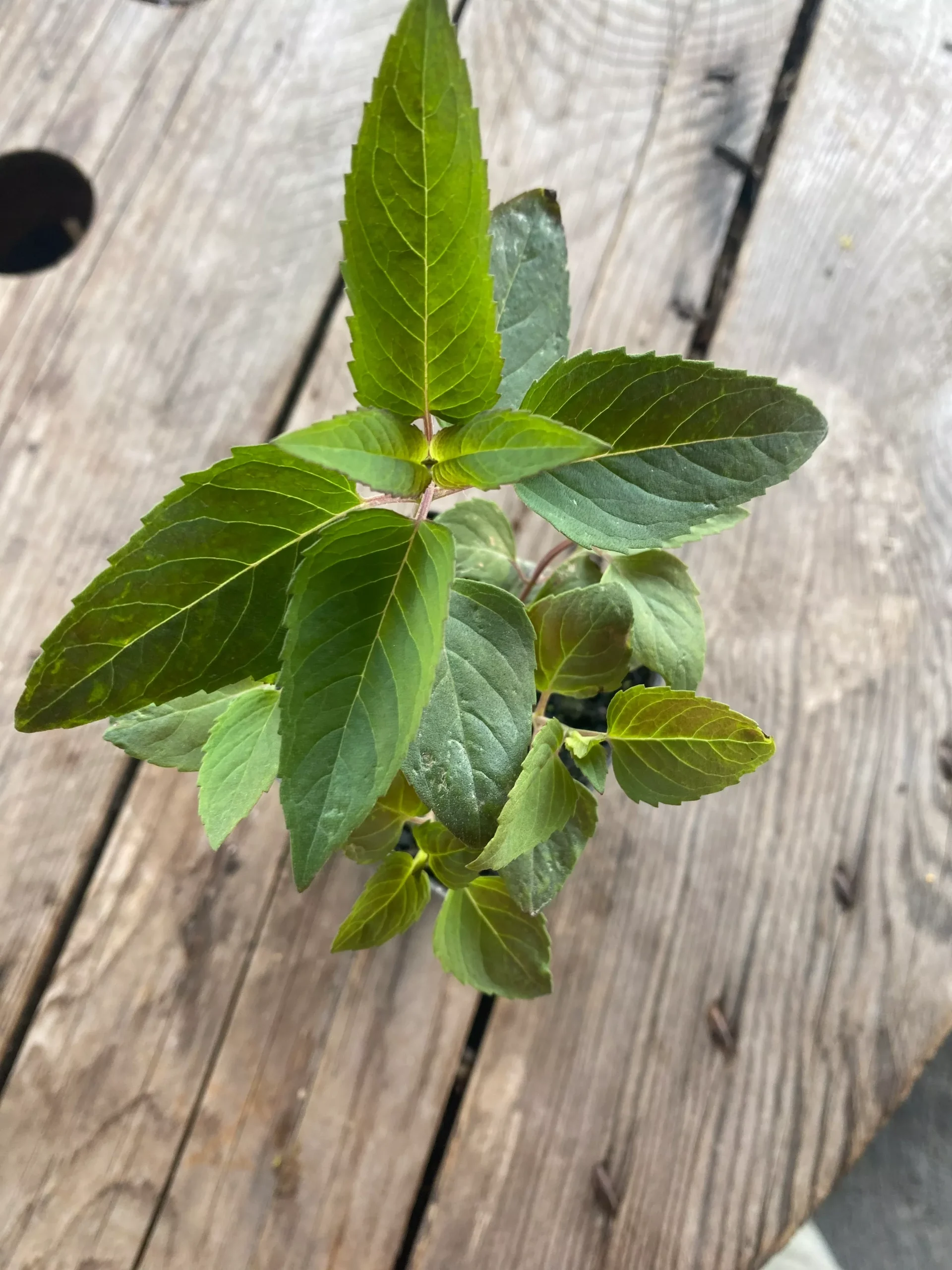 Bee Balm, Lemon
