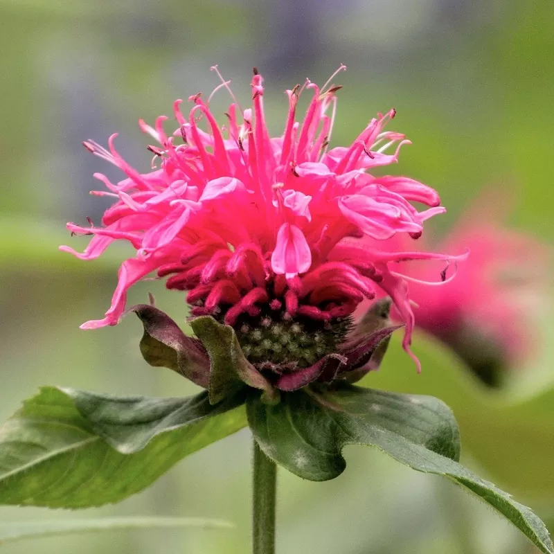 Bee Balm - Pink Lace 2 Pack