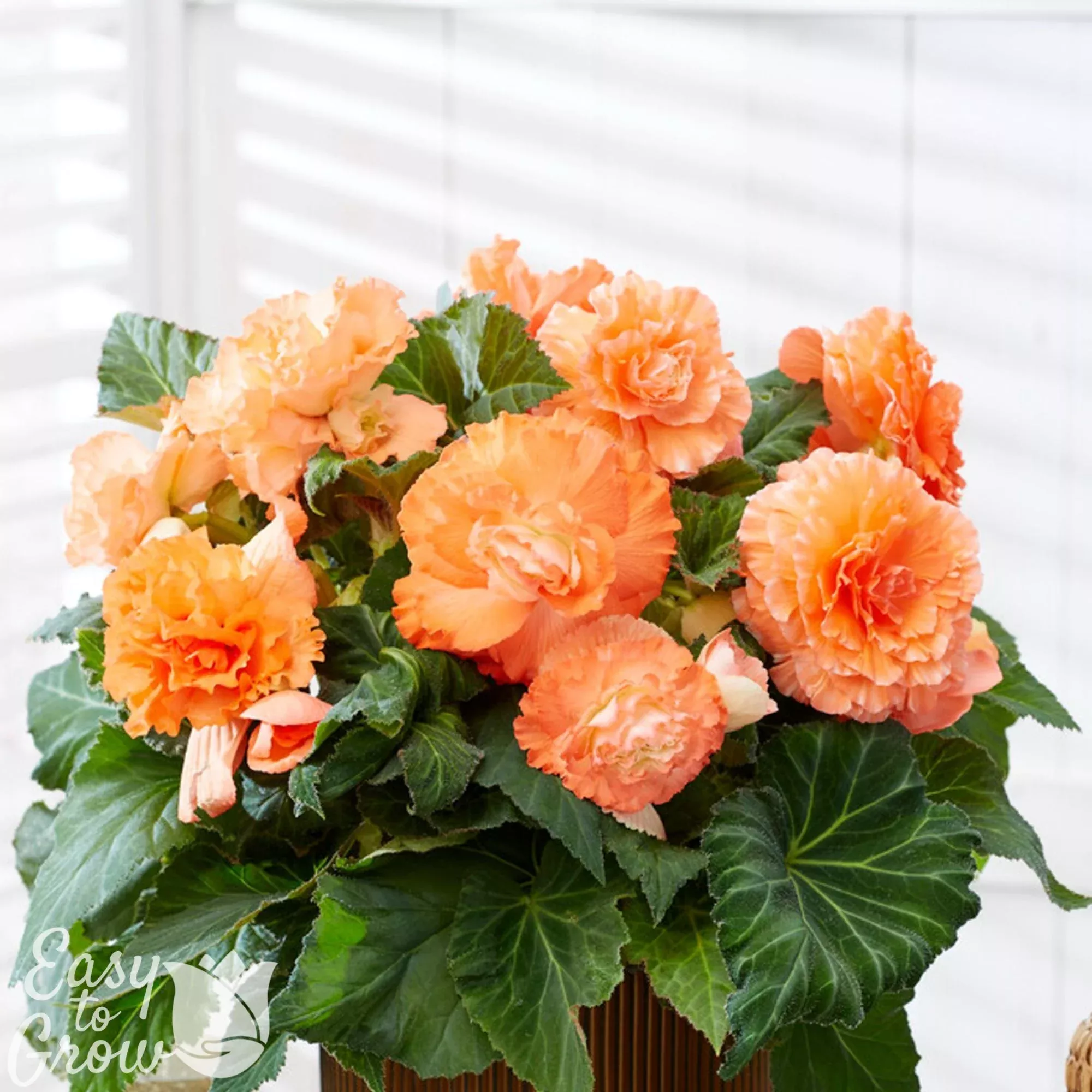 Begonia - Giant Ruffled Apricot