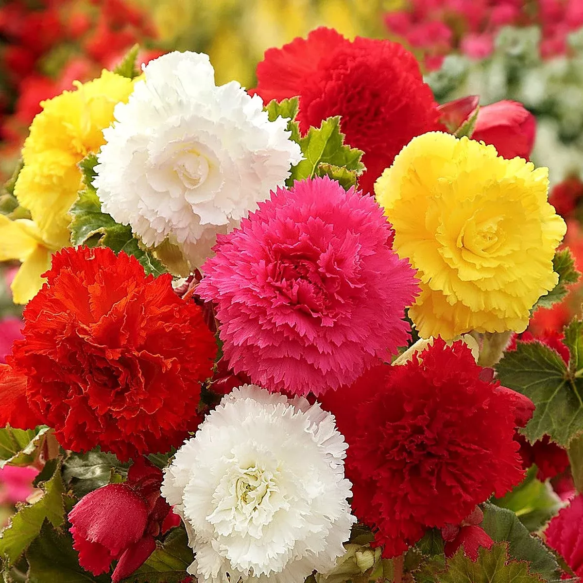 Begonia - Giant Ruffled Mix