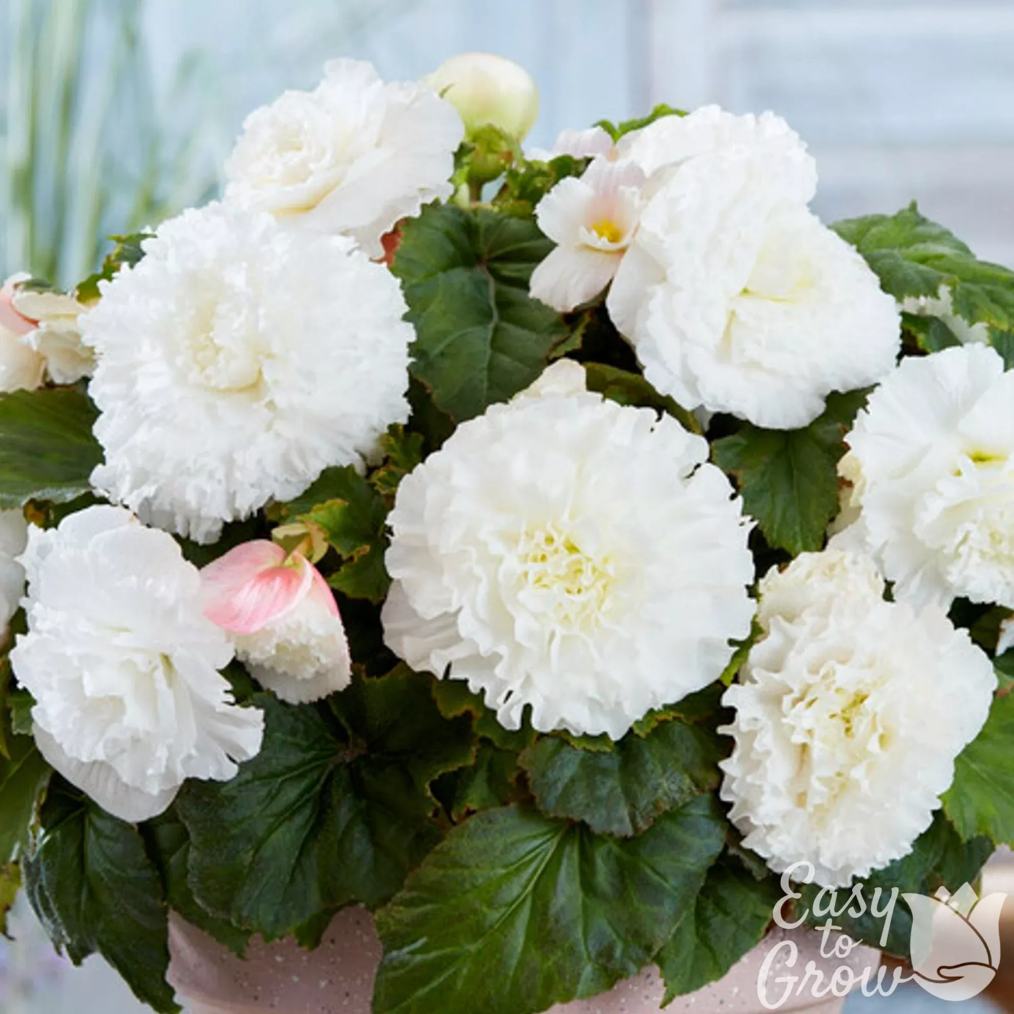 Begonia - Giant Ruffled White