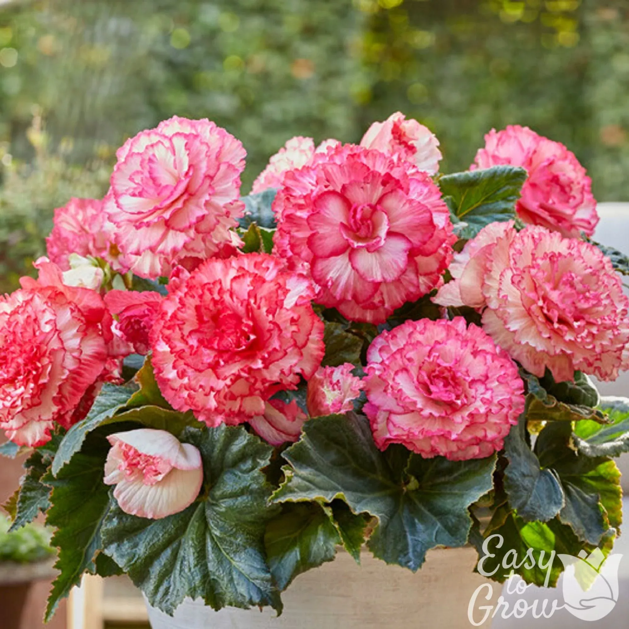 Begonia - Picotee White Pink
