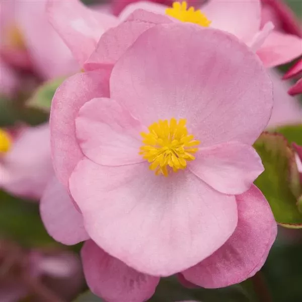 Begonia, Super Olympia
