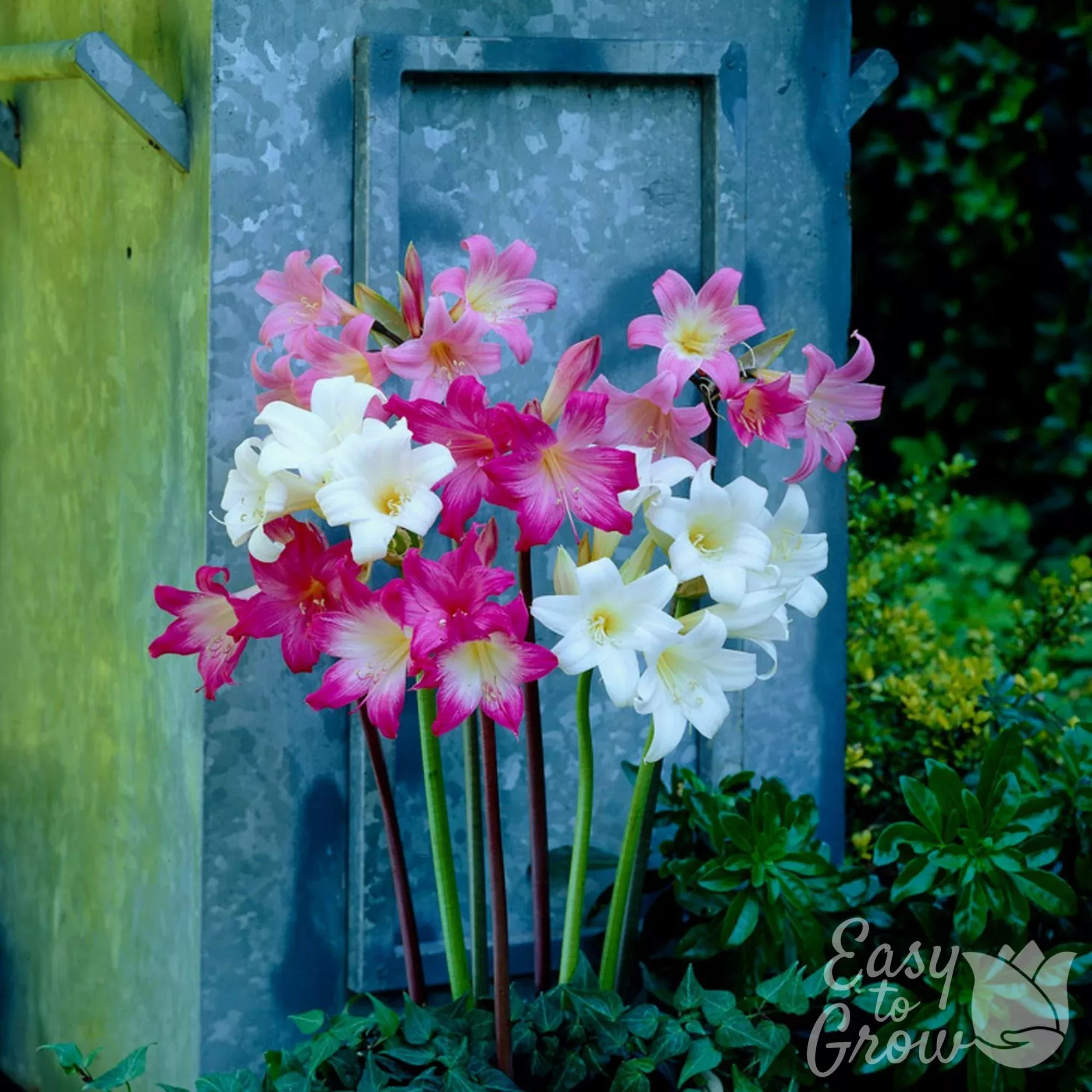 Belladonna Lily - Naked Lady Collection