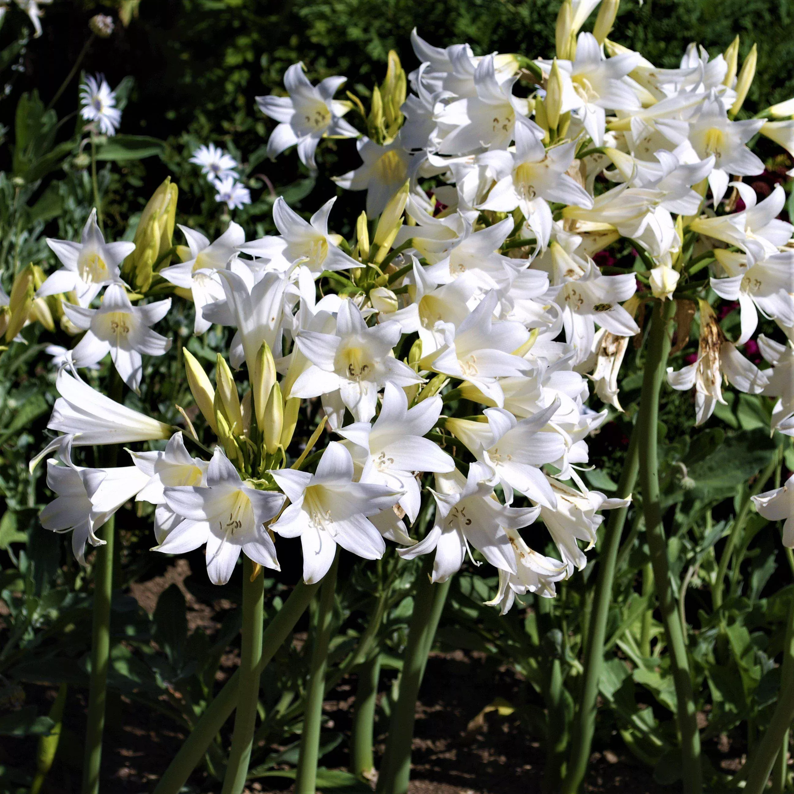 Belladonna Lily – White
