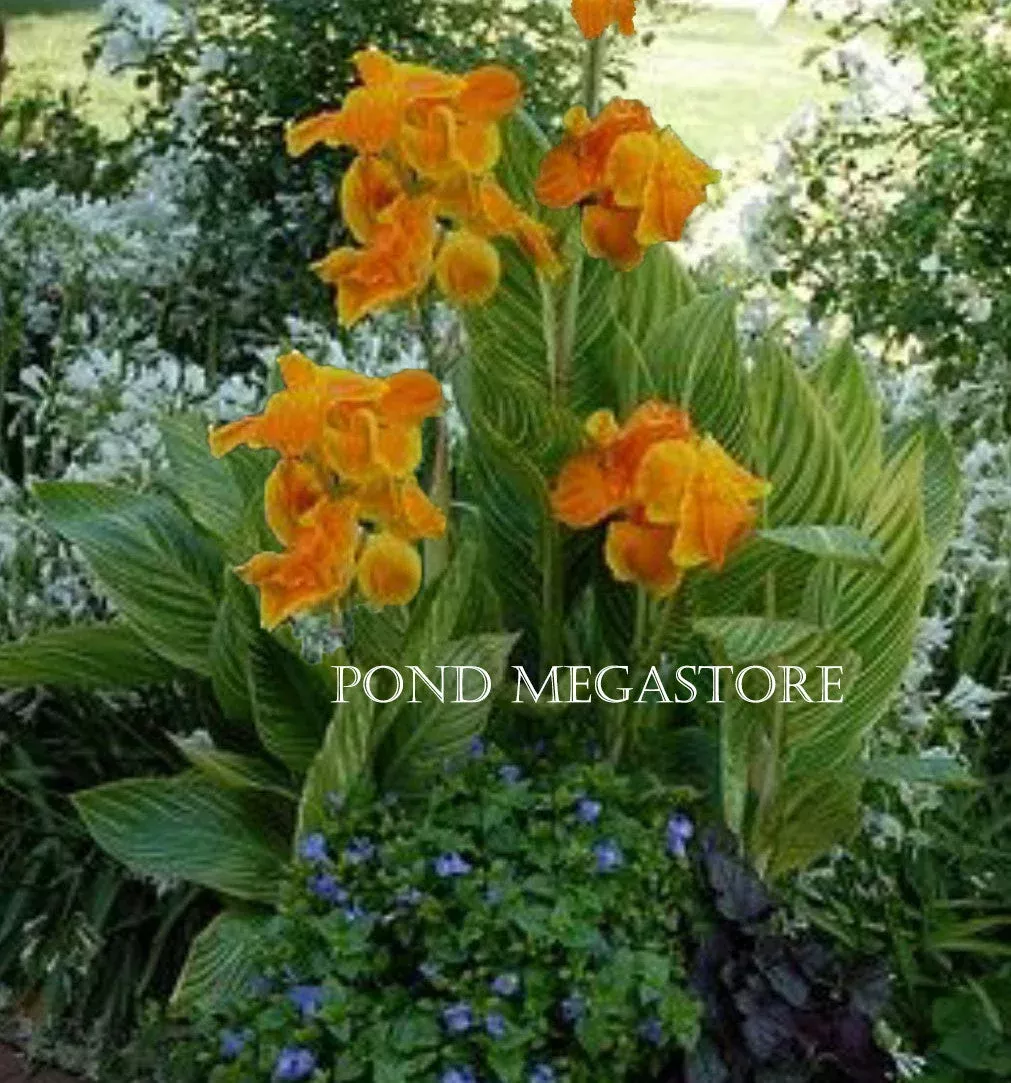 Bengal Tiger Canna (br) Live Plants