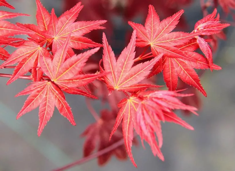Beni Maiko Japanese Maple