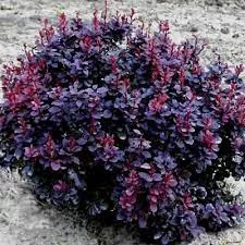 Berberis t. 'Concorde'