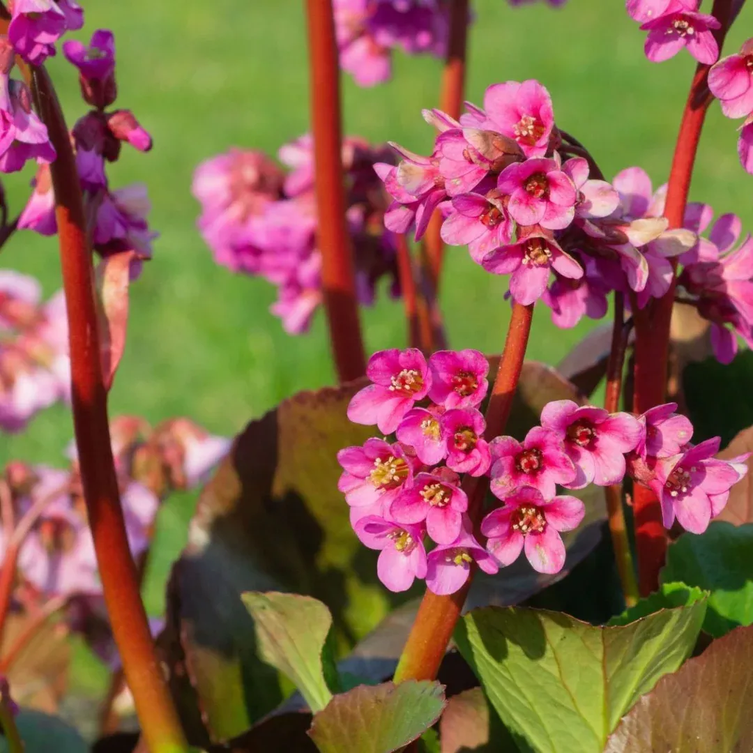 Bergenia 'Bressingham Ruby'