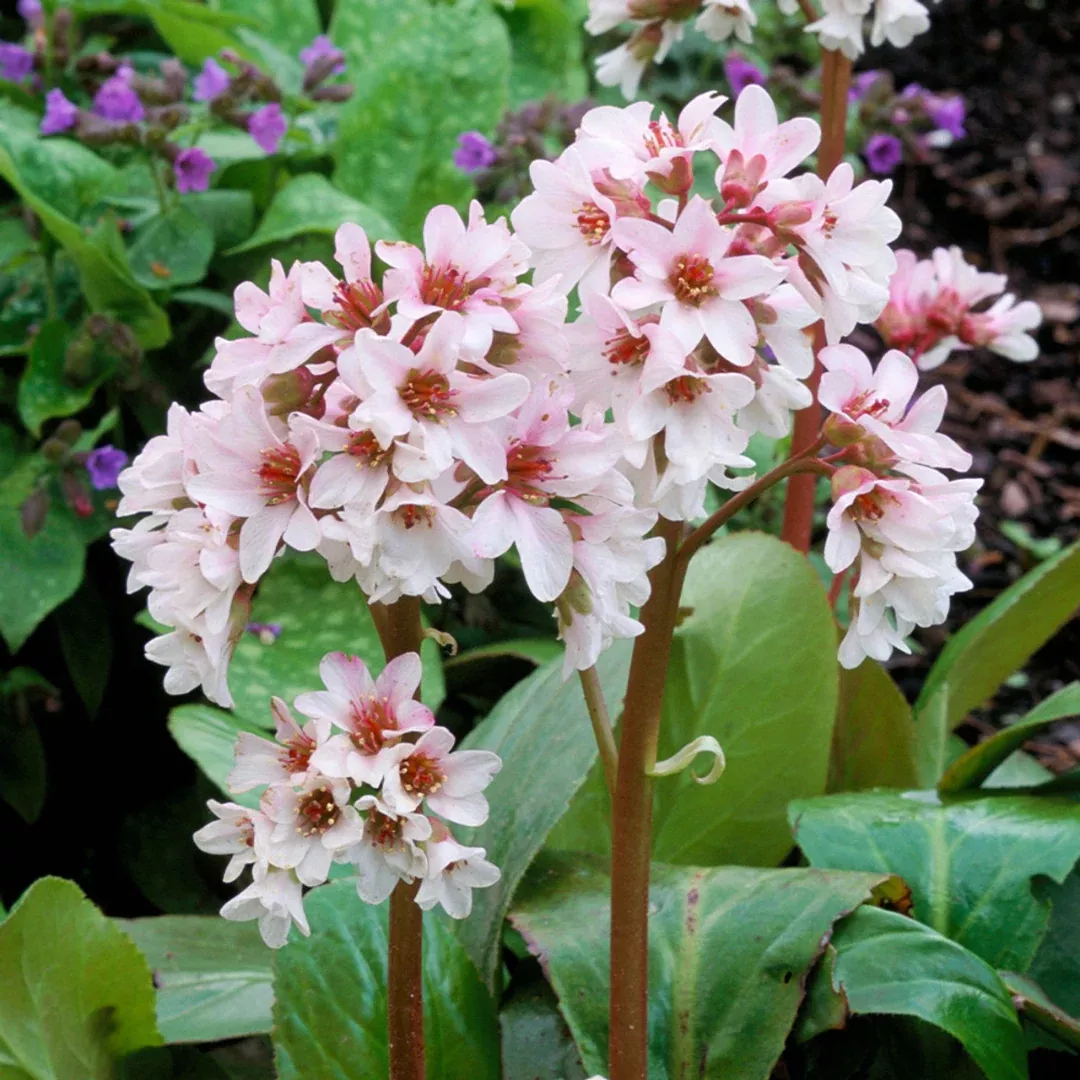 Bergenia 'Bressingham White'