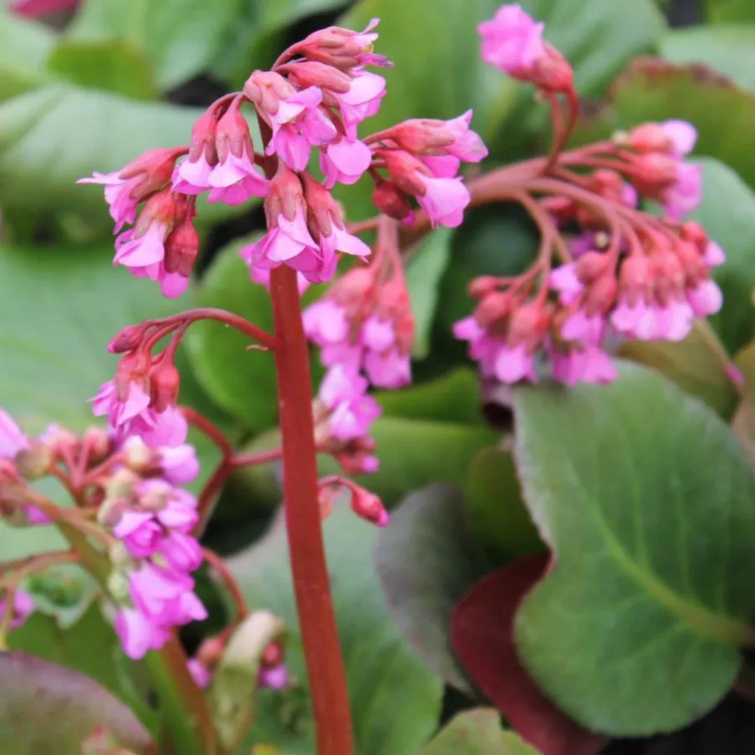 Bergenia 'Winterglut'