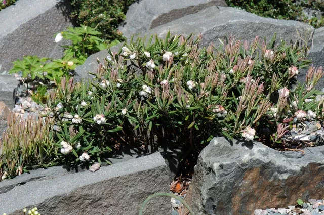 Bergy Bit Bog Rosemary
