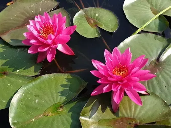 Bernice Ikins---- FRAGRANT FLOWER
