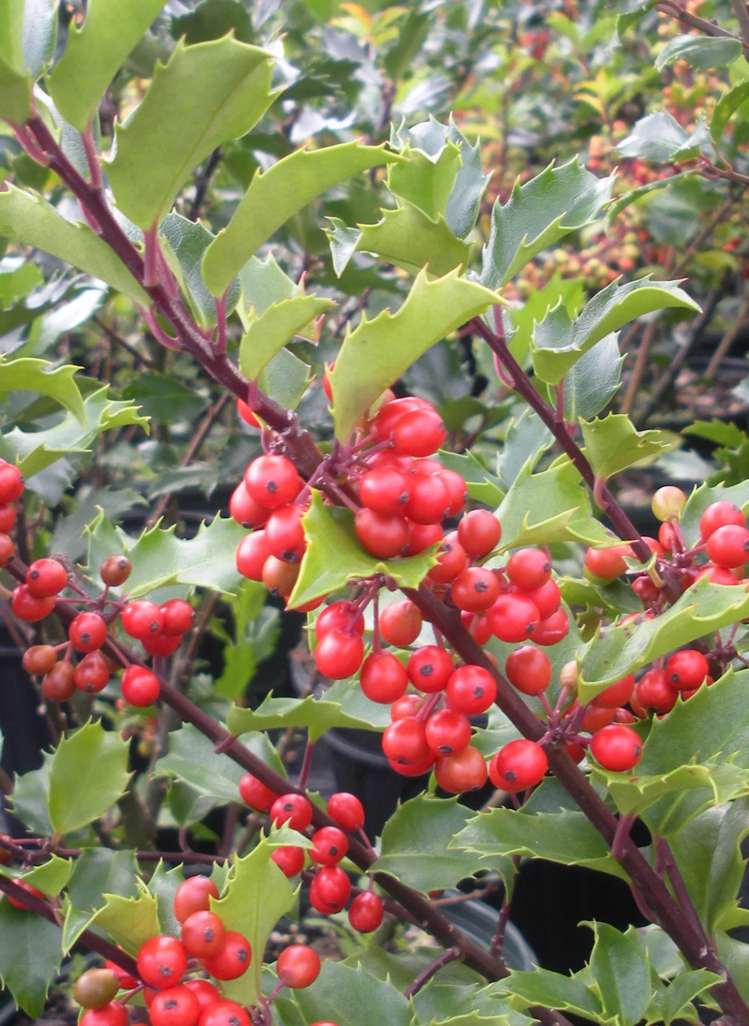 Berri Magic Holly