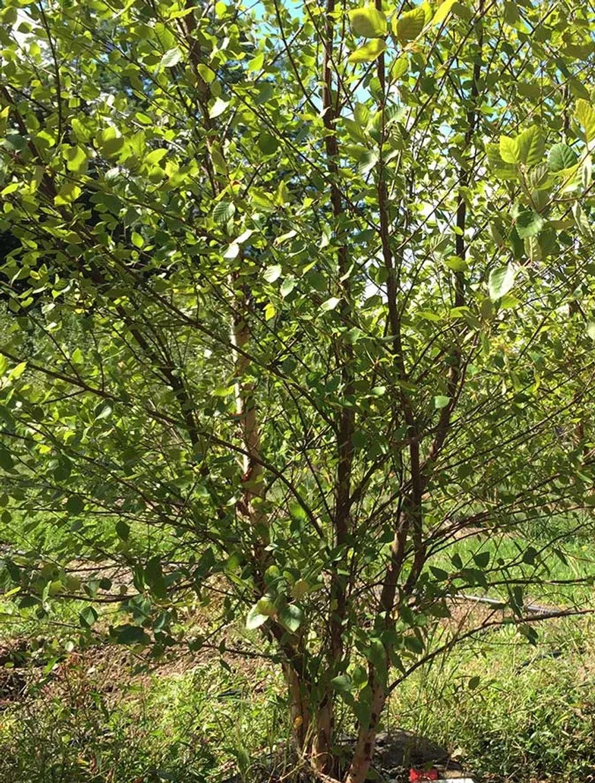 Betula n Heritage clump 22'