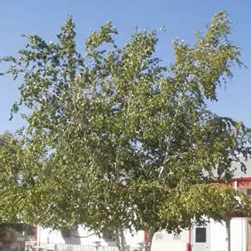 Betula Whitespire clump 20'
