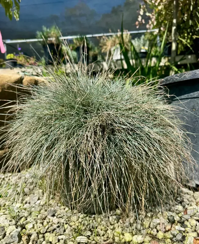 Beyond Blue™ Fescue