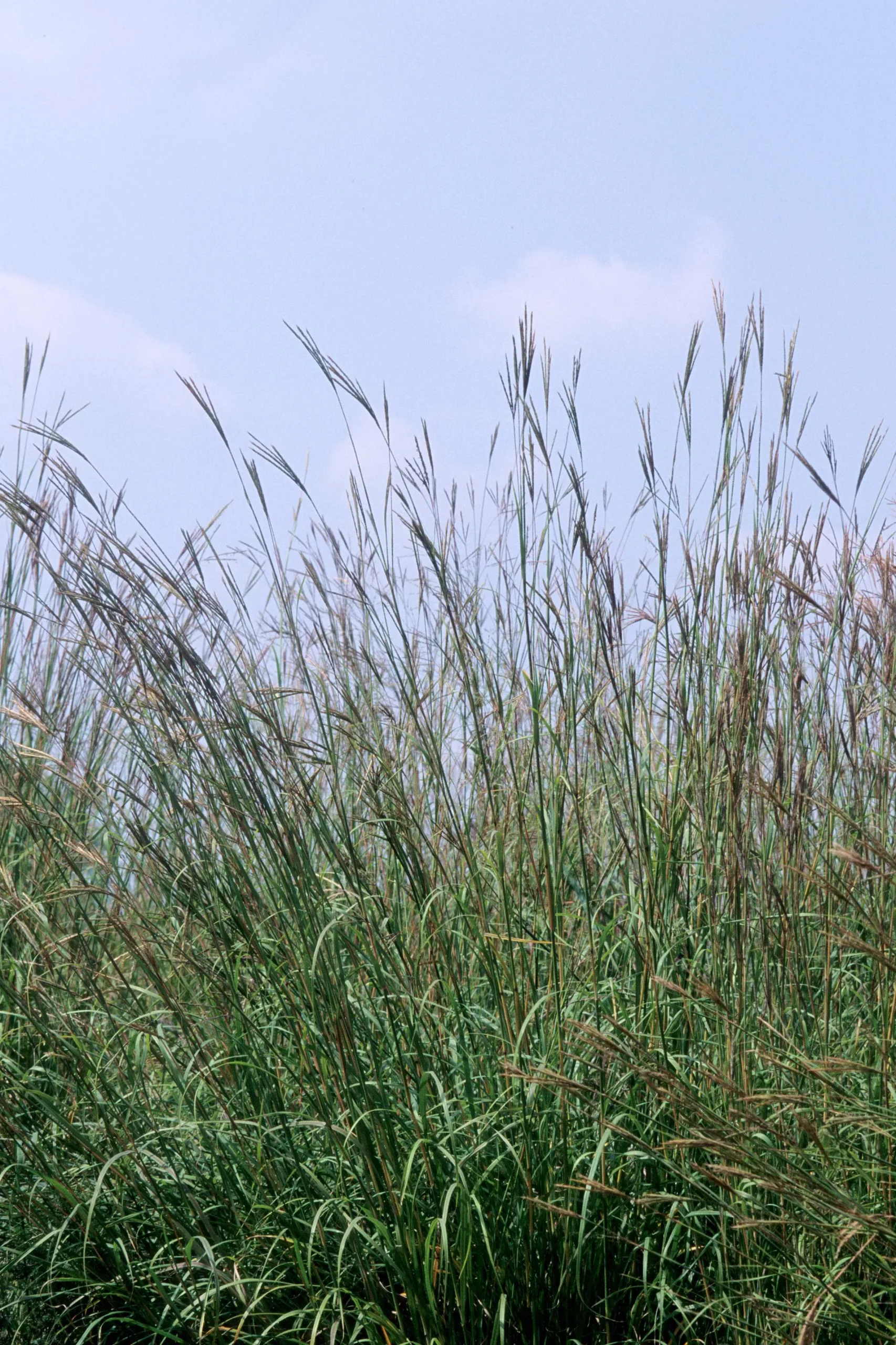 Big Blue Stem