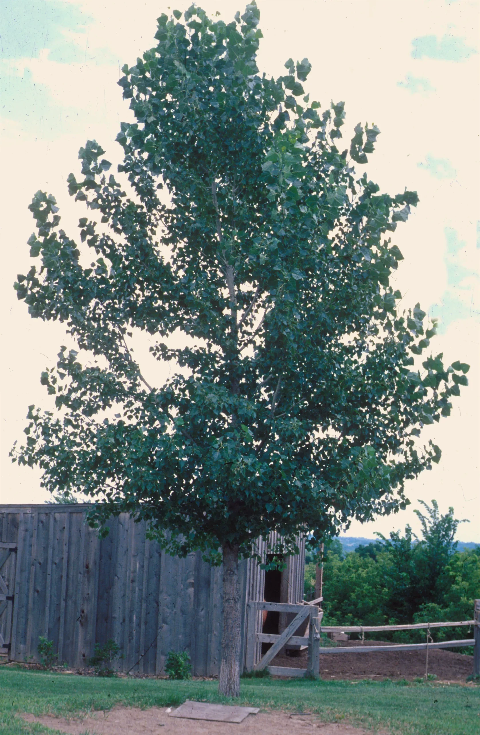 Big-toothed Aspen