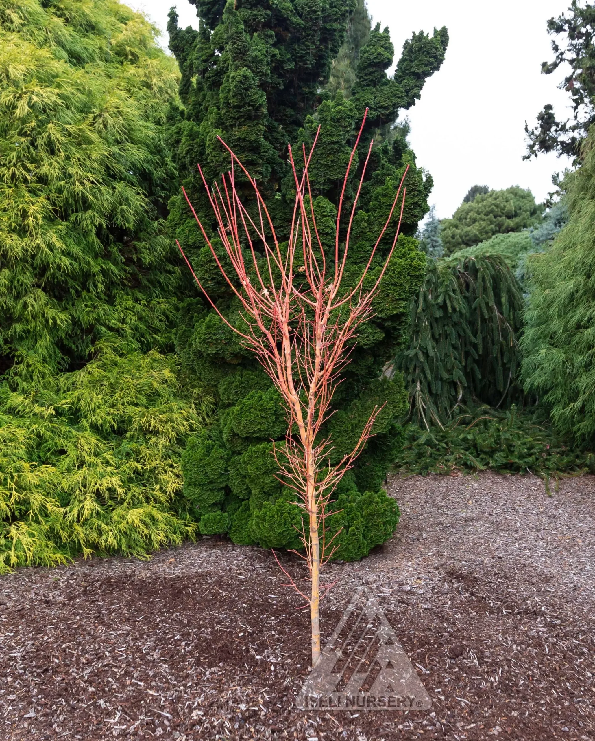 Bihou Japanese Maple
