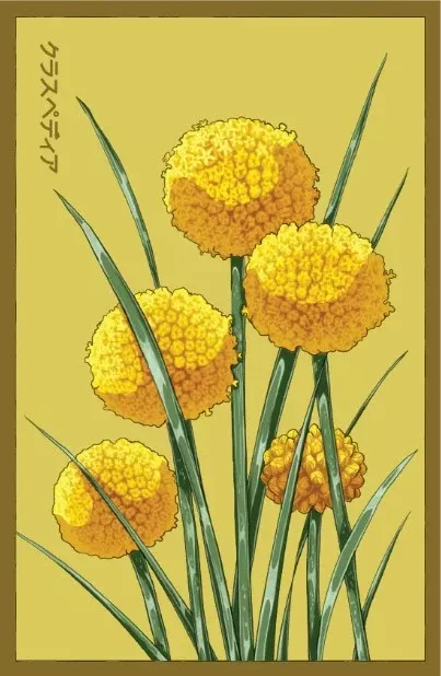 Billy Buttons Flower Seeds Packet