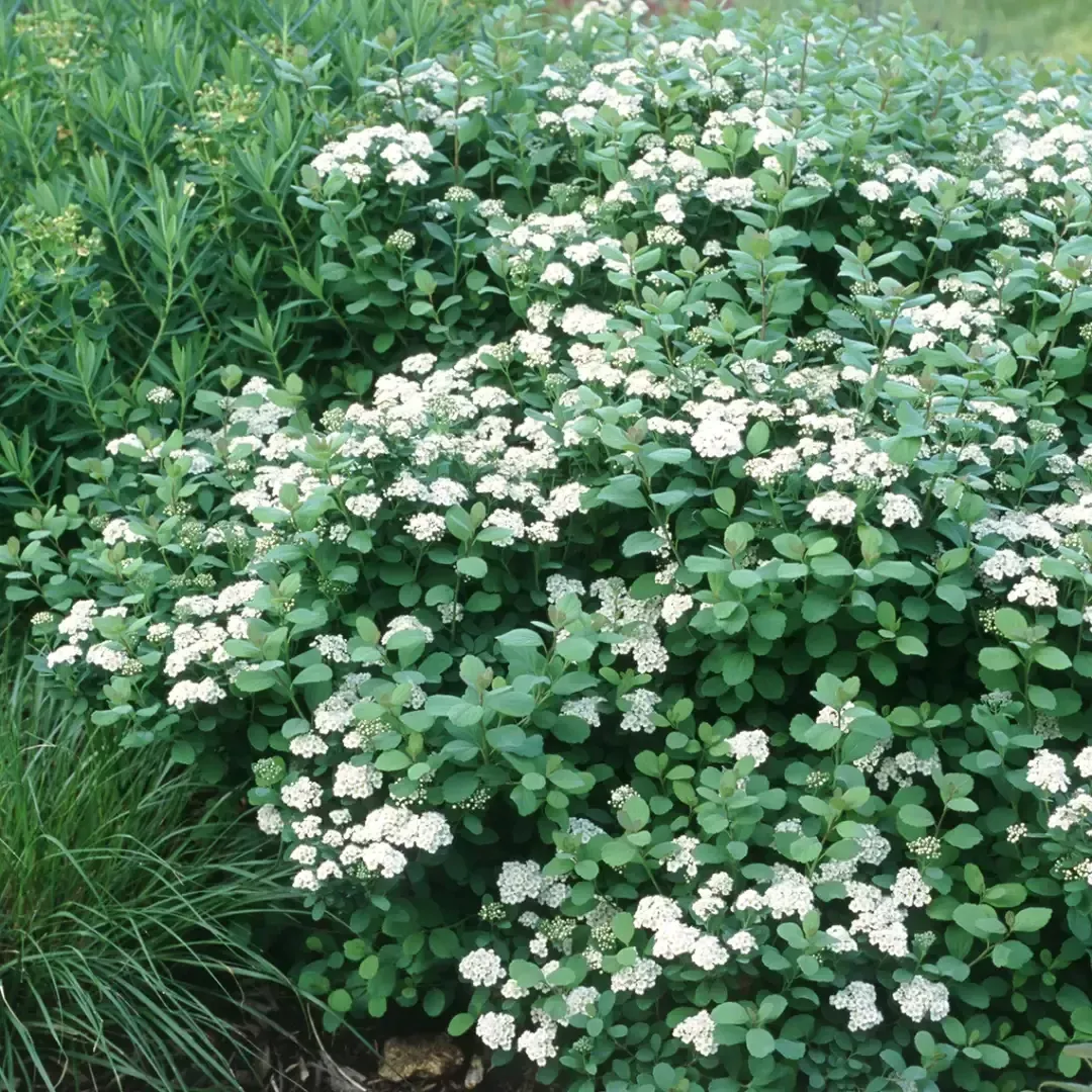 Birchleaf Spirea