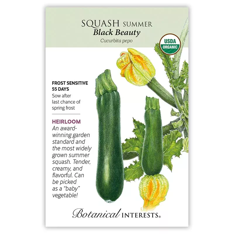 Black Beauty Summer Squash Seeds