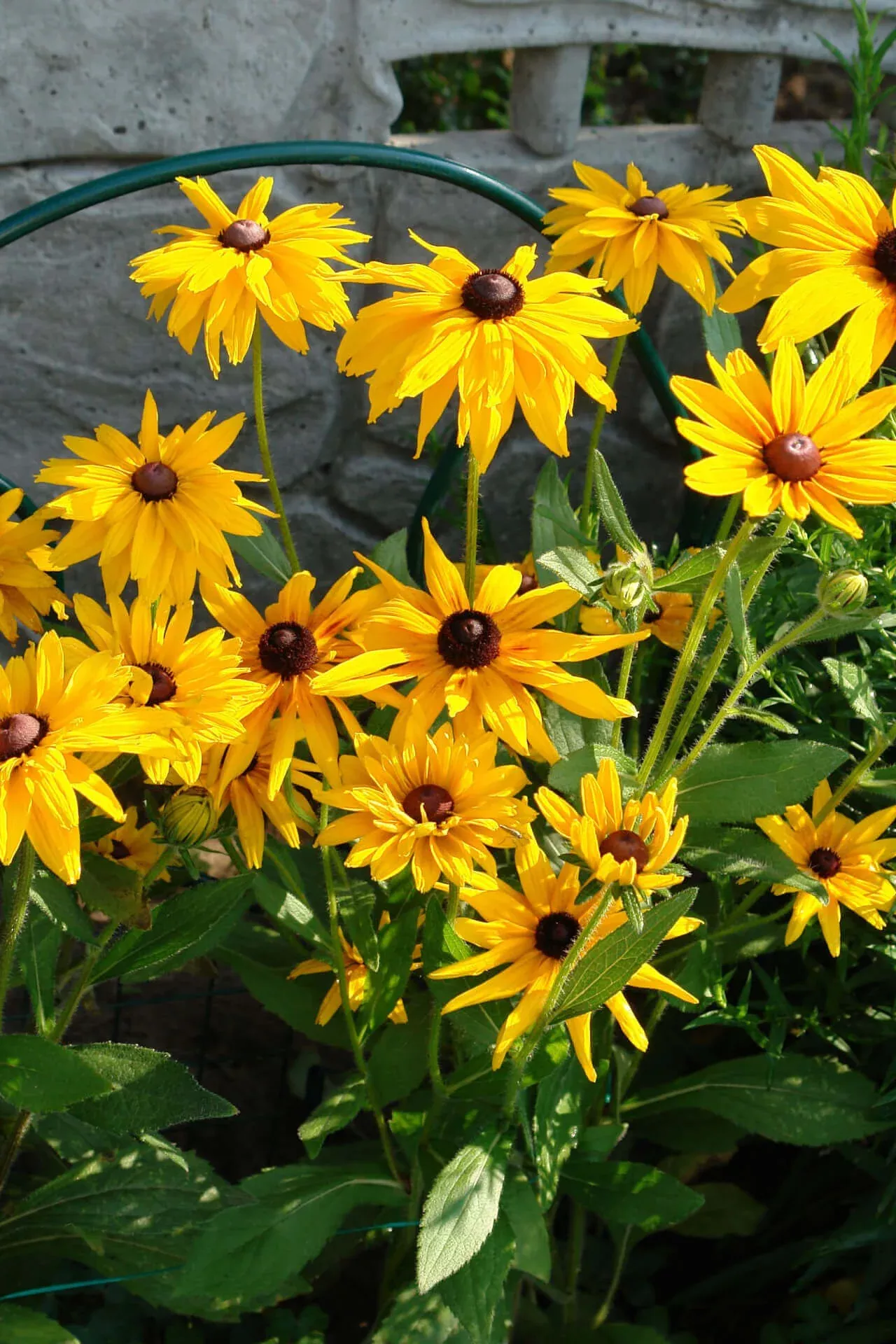 Black Eyed Susan Plant