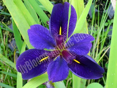 'Black Gamecock' Purple Louisiana Iris shallow water pond plant