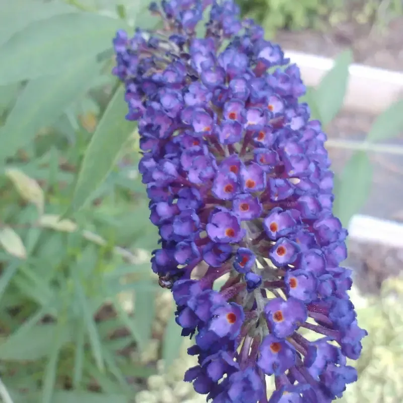 Black Knight Butterfly Bush