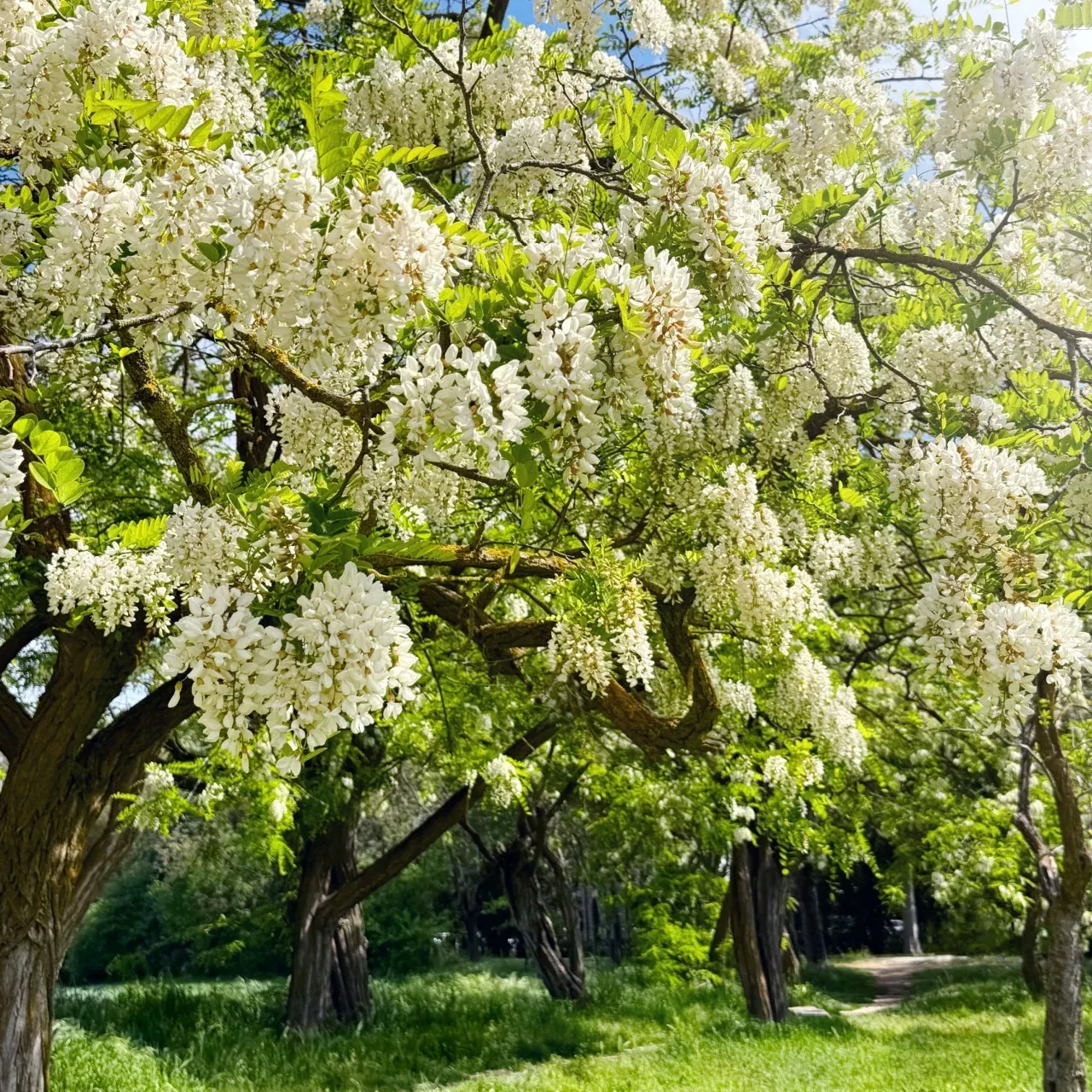 Black Locust Tree