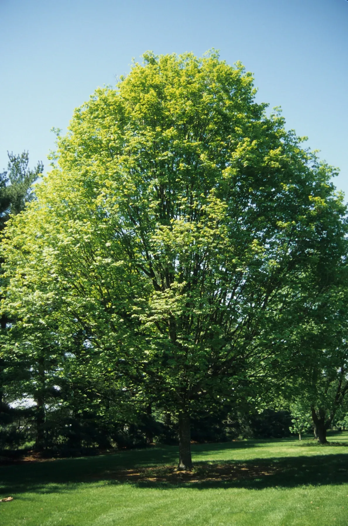 Black Maple