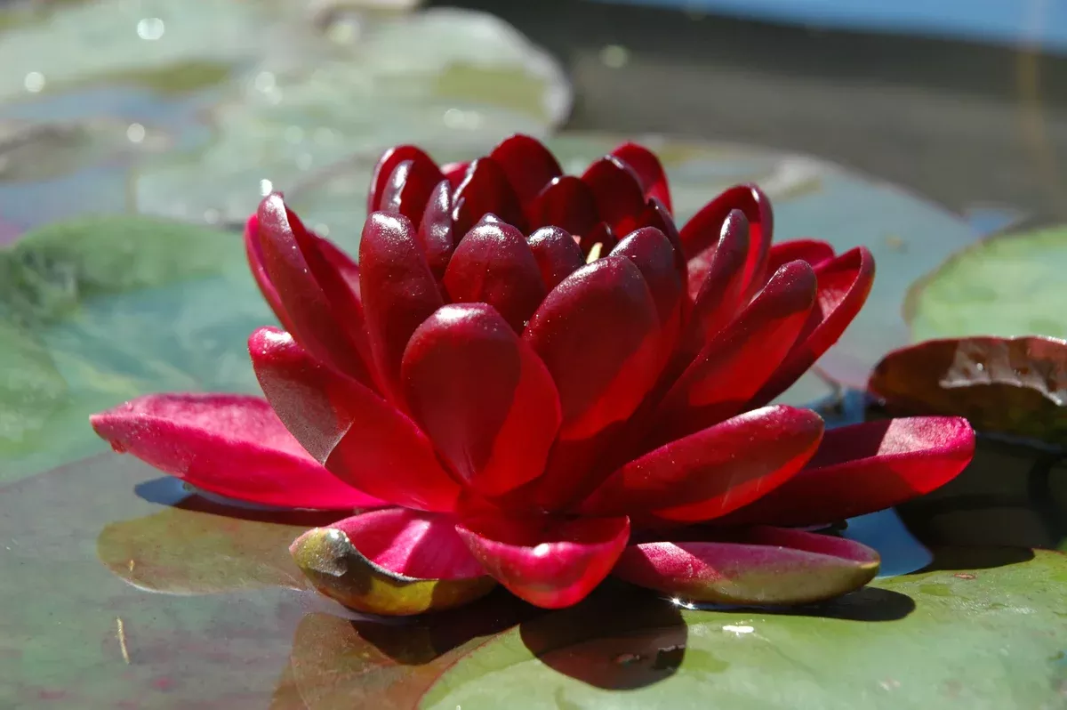 Black Princess - Hardy Water Lily