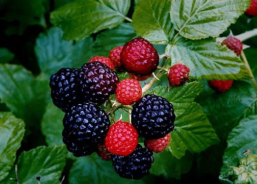 Black Raspberry