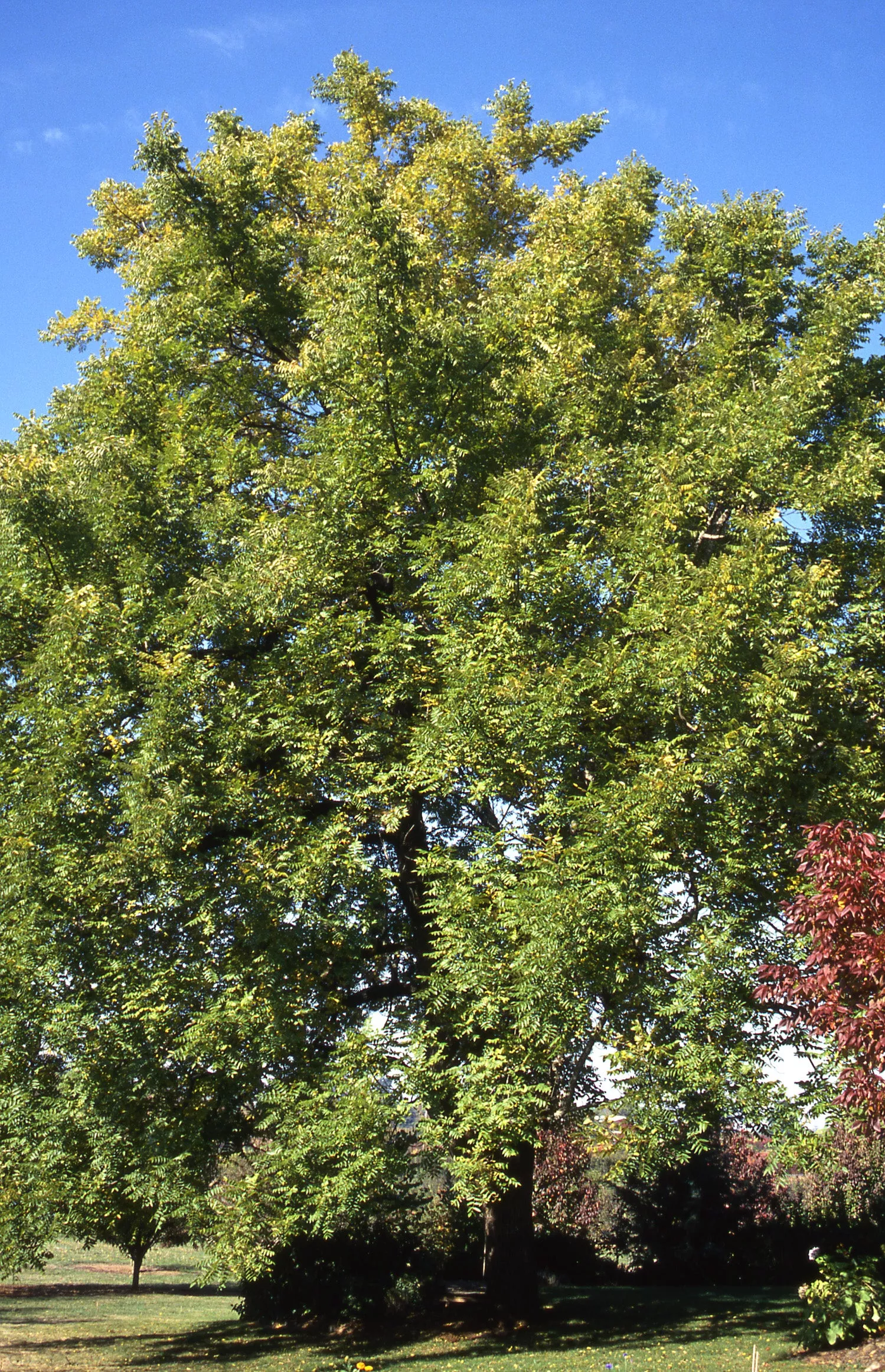 Black Walnut