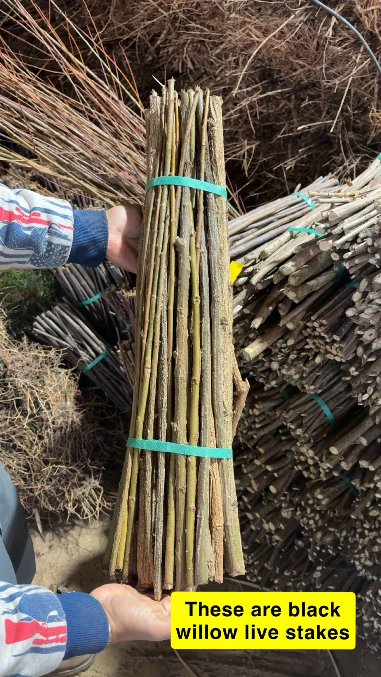 Black Willow Live Stakes