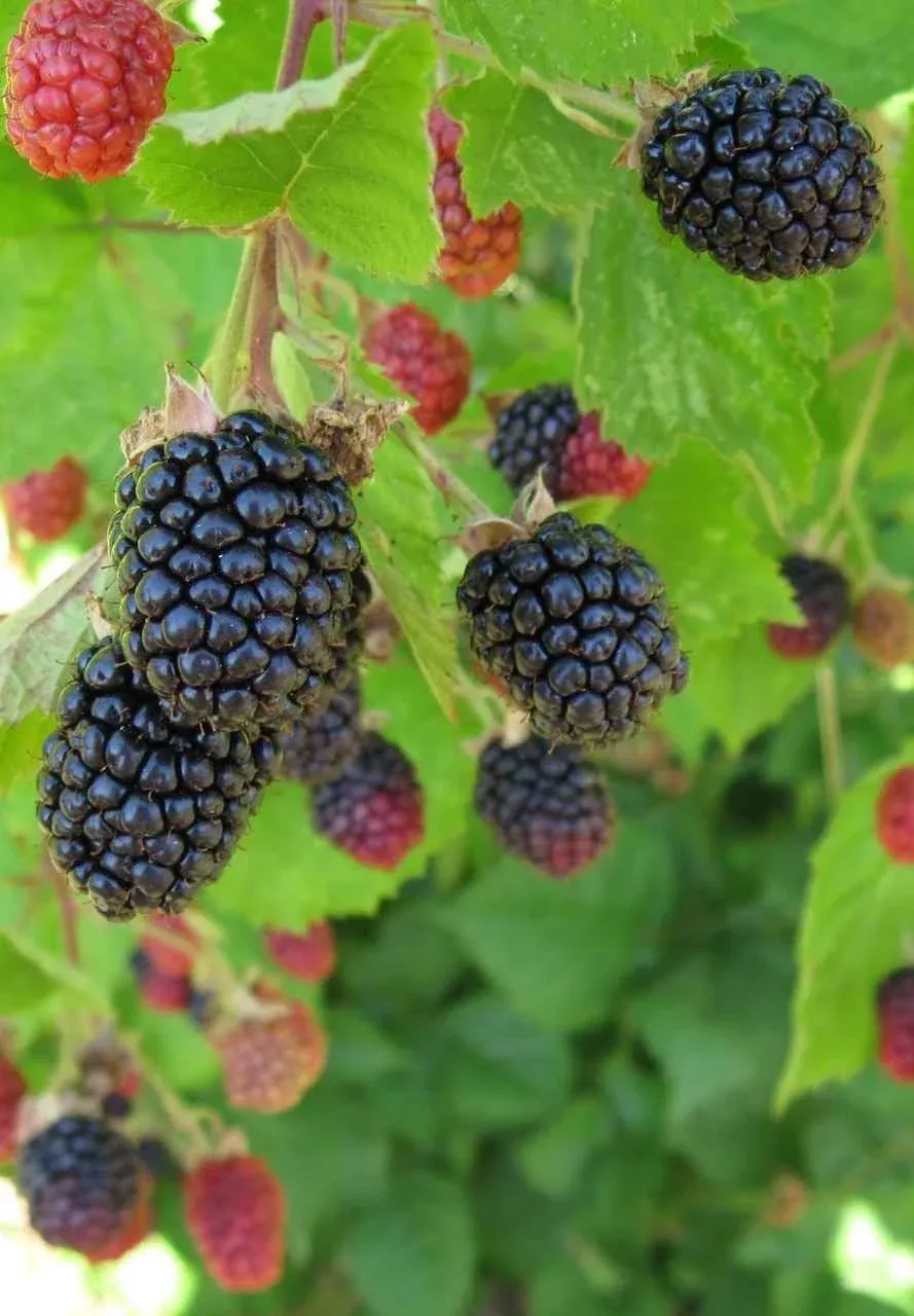 Blackberry Shrub