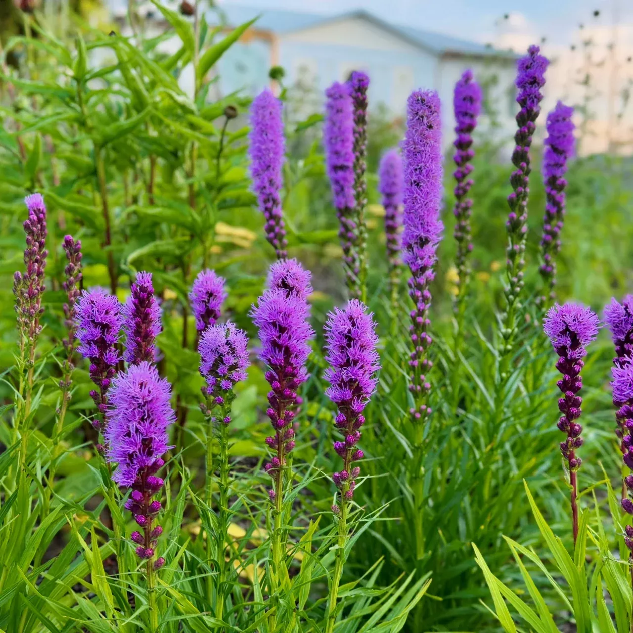 Blazing Star Liatris Plant