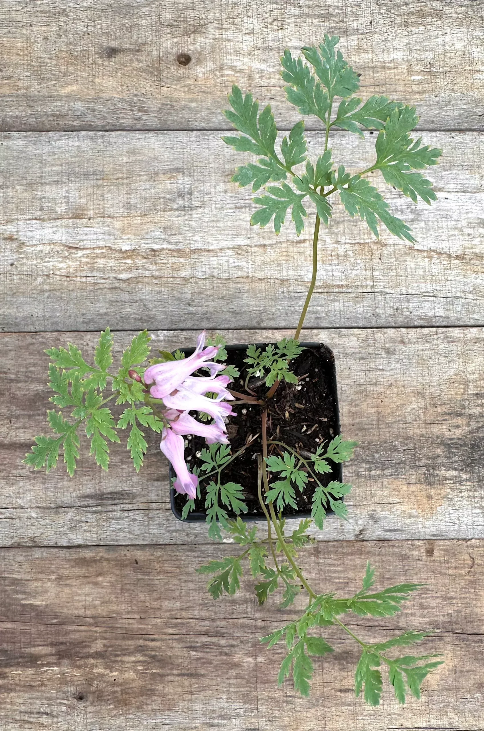 Bleeding Heart, Fringed
