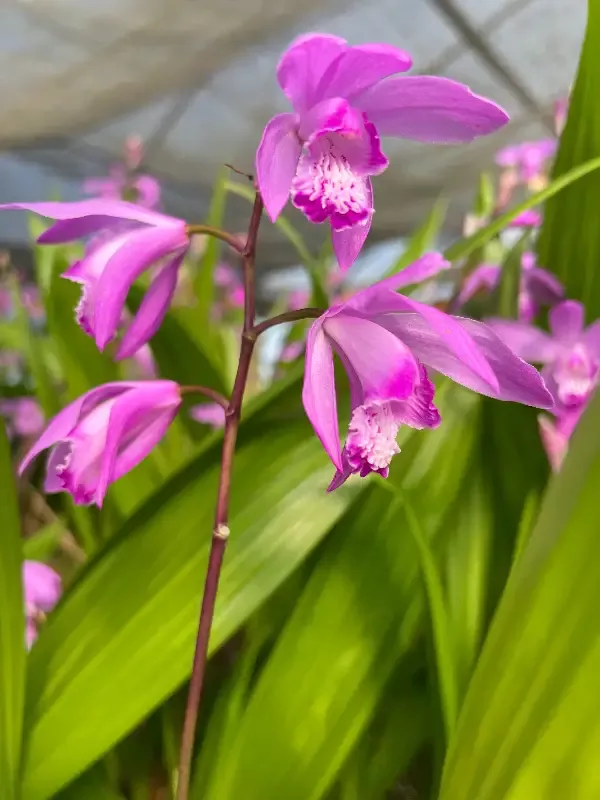 Bletilla striata "Big Bob Orchid"