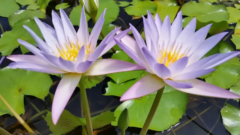 Blink - Day Blooming Tropical Lily