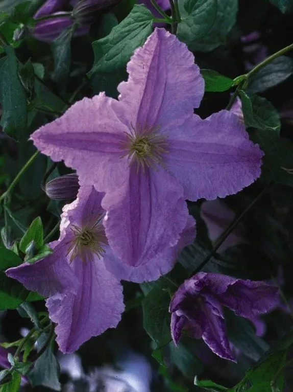 Blue Angel Clematis